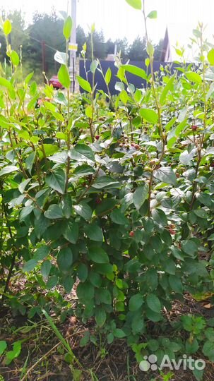 Кизильник блестящий