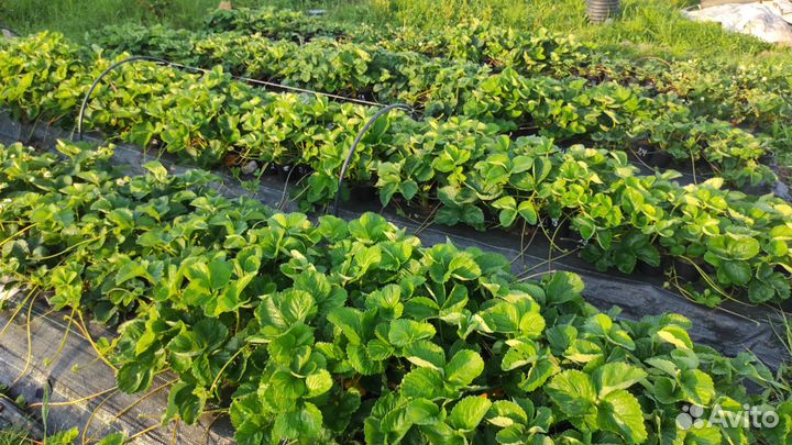 Земляника садовая (клубника)