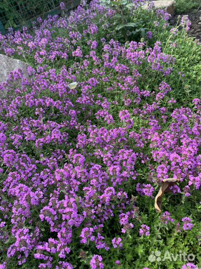 Тимьян, чабрец