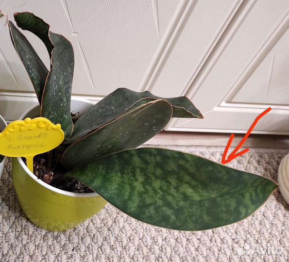 Сансевиерии Часть 3