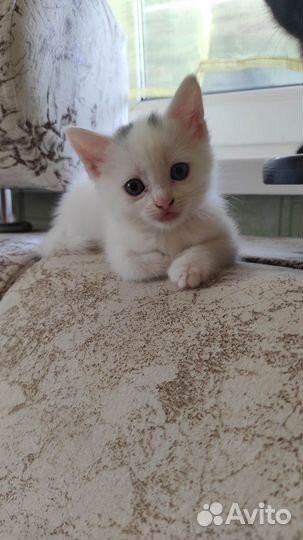 Вислоухие котята в добрые руки