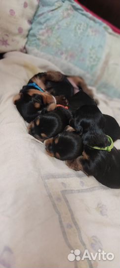 Йоркширский терьер щенки девочки стандарт