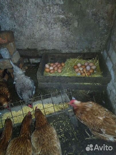 Домашние куриные яйца.Доставка
