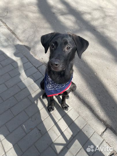 Собака в добрые руки отдам бесплатно