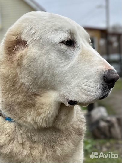 Классные щенки сао