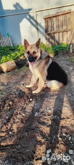 Щенки немецкой овчарки бесплатно