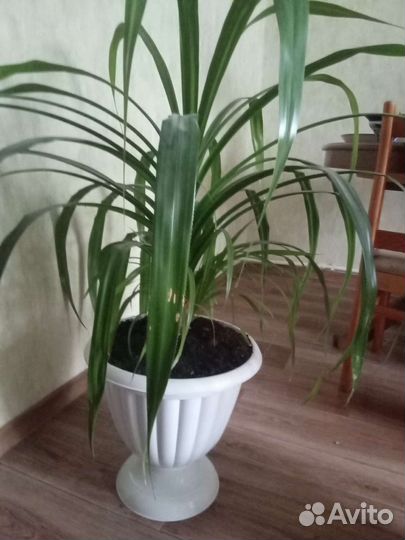 Щучий хвост