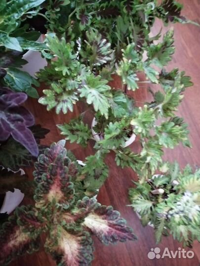 Колеусы сортовые