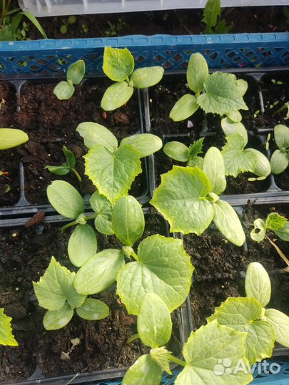 Рассада огурцов