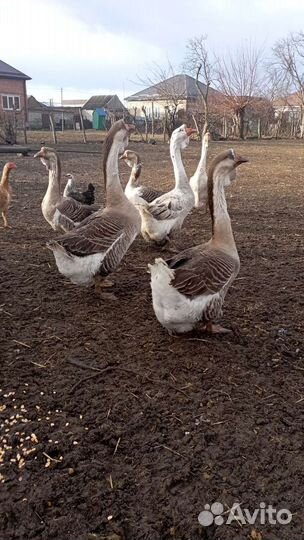 Холмогорские гуси и яйца