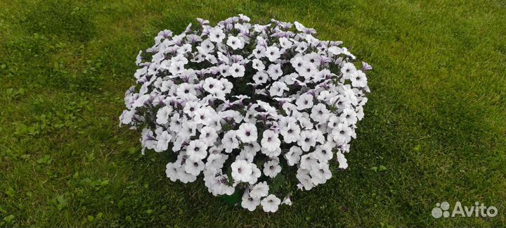 Петуния тайдал 30 литров