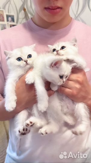 Британские котята серебристая шиншилла