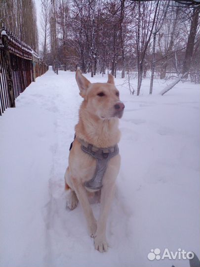 Собака