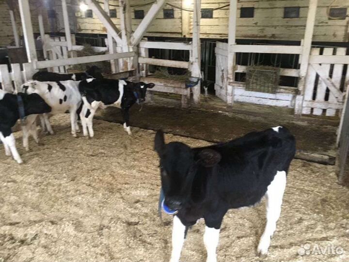Бычки телята для откорма