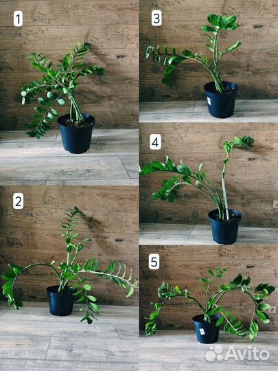 Замиокулькас