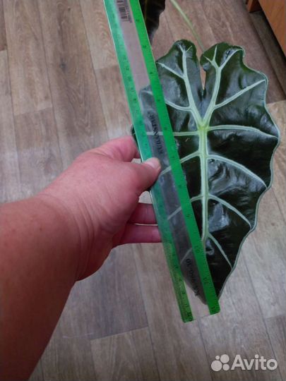 Алоказия полли