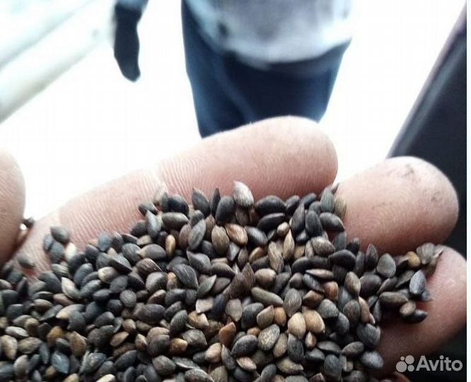 Семена сосны обыкновенной