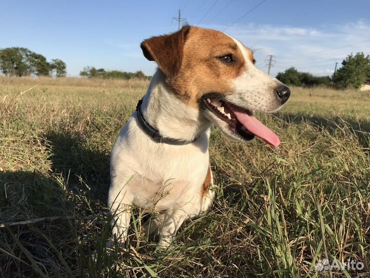 Джек Рассел терьер