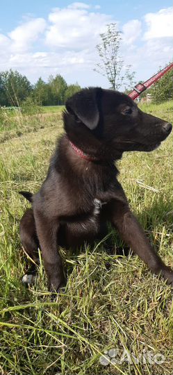 Щенок в добрые руки бесплатно