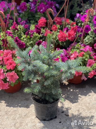 Ель голубая / колючаю Глаука «Супер Блю Сидлинг