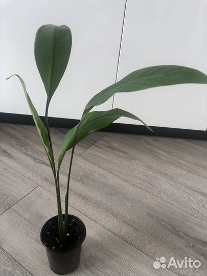 Спатифиллум