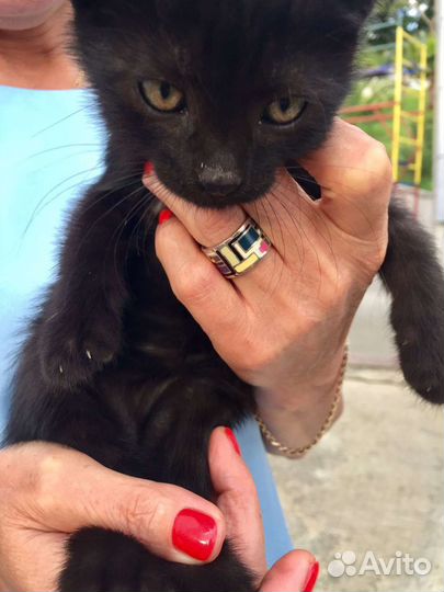 Кошки бесплатно