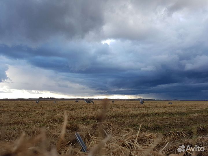 Чучела гуся sport plast