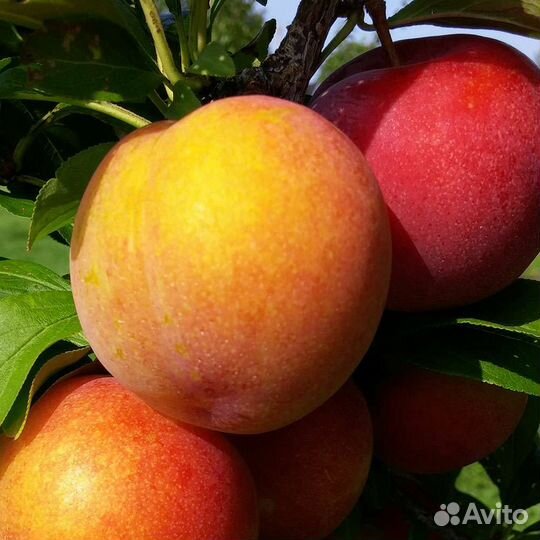 Саженцы - шарафура