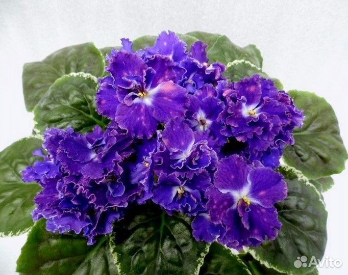 Листики сортовых фиалок