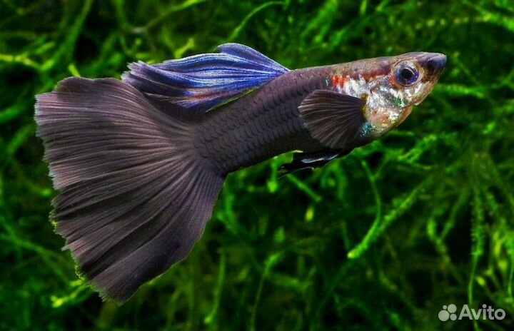 Аквариумные рыбки