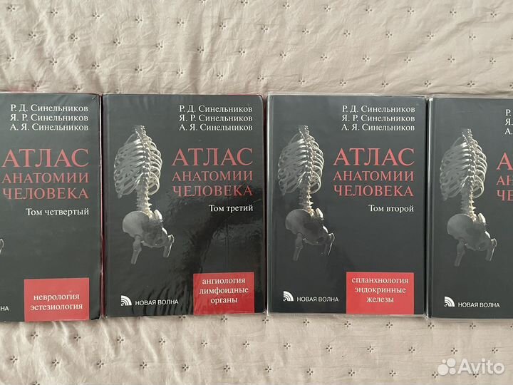 Анатомия Синельников