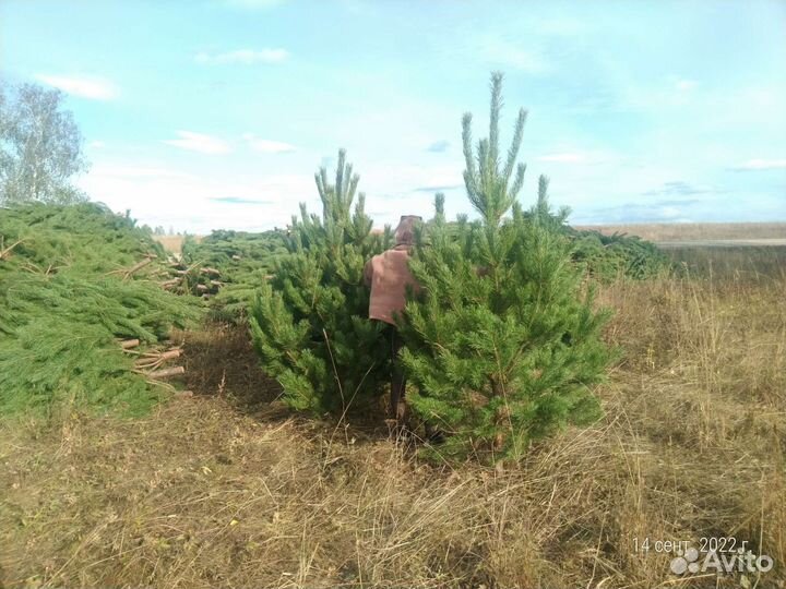 Елки (сосны) оптом от заготовителя