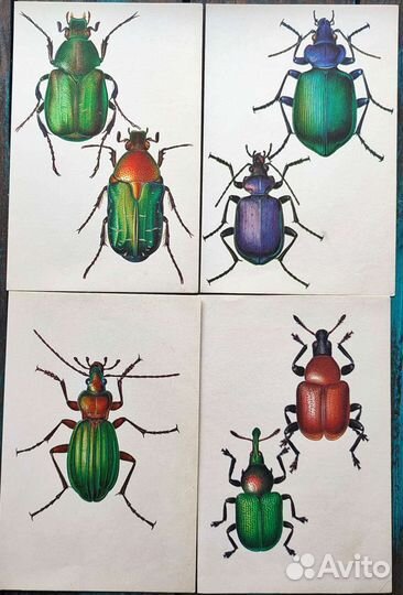 Иллюстрации жуки картинки