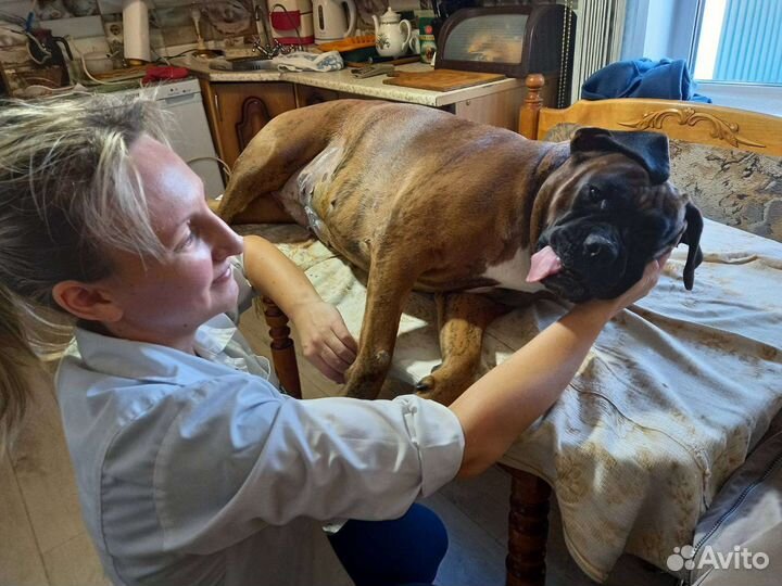 Ветеринарный врач на дом