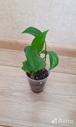 Эпипремнумы Сциндапсусы