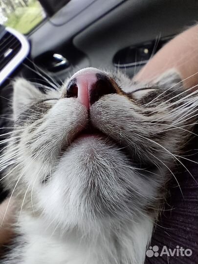 Котёнок Юнга ищет дом