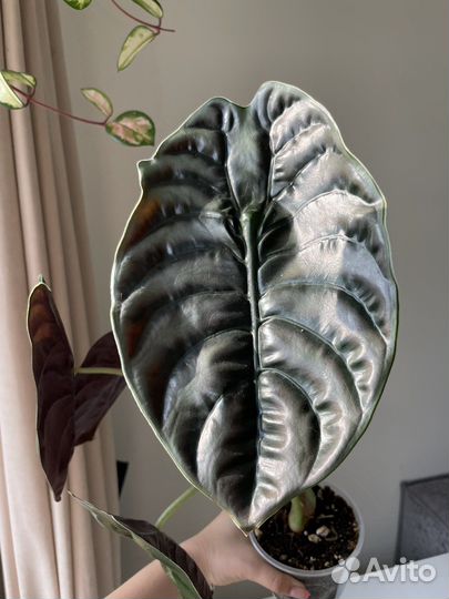 Алоказия купрея