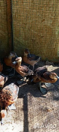 Декоративная птица