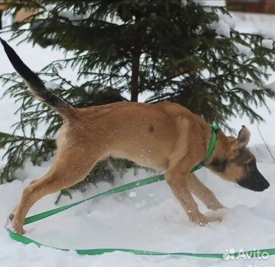 Щенок в добрые руки бесплатно