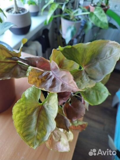 Клубничный лëд и другие