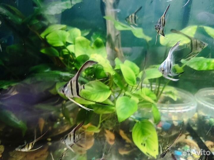 Аквариумные рыбки. Принадлежности для аквариума