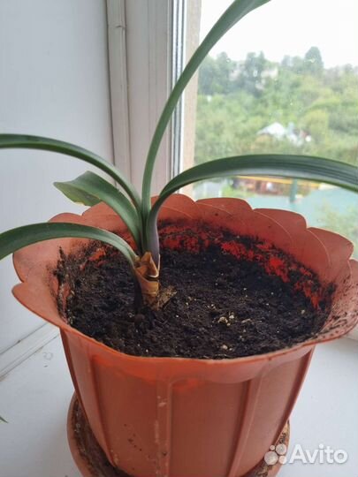 Кливия комнатные растение