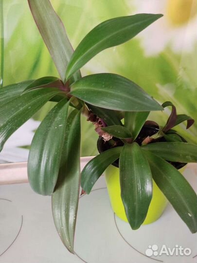 Продам цветы комнатные