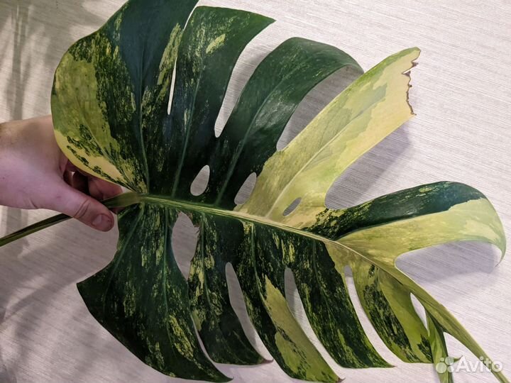 Монстера триколор