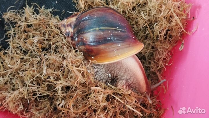 Улитки ахатины