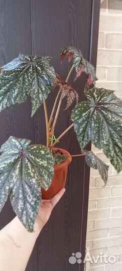 Комнатные растения цветы