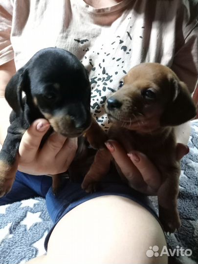 Карликовая такса щенки