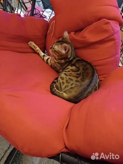 Бенгальские котята