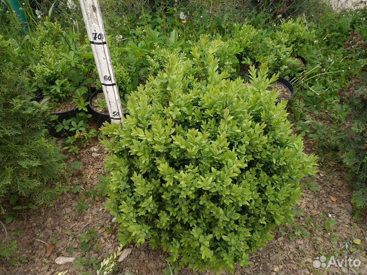 Самшит-Шарики