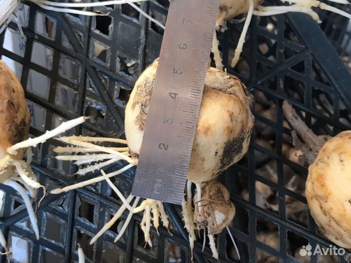 Луковицы рябчика.желтый и полосатый смесь